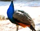 pfau
