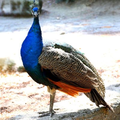 pfau