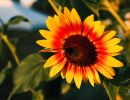 sonnenblume