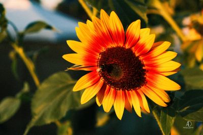 sonnenblume