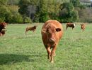 landwirtschaft