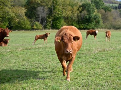 landwirtschaft