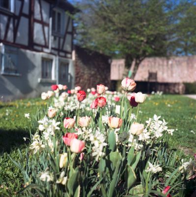 buedungen garten steinbruch portra 160