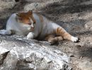 kos katze