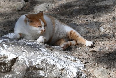 kos katze
