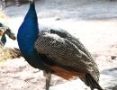 kos pfau