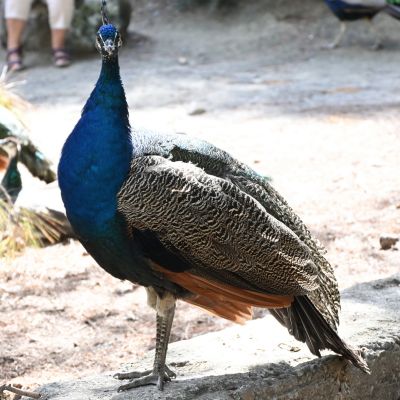 kos pfau